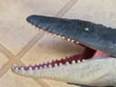 Photo of Mosasaurus Dinosaur, Jurassic World