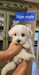 Photo of Tiny Malese Puppies