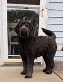 Photo of Forever Home for Beautiful Black Standard Golden Doodle