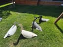 Photo of Goose decoys