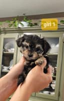 Photo of Teeny Tiny Morkie Pups