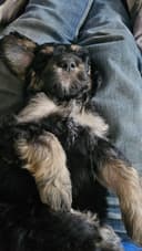 Photo of Doodle puppies