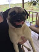 Photo of 3-Year-Old Pug Looking for Her New Home
