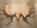 Photo of Euro Moose Skull mount holder