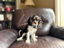 Photo of Cavalier King Charles Spaniel Puppies