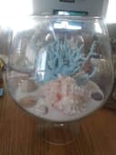 Photo of Shell decor