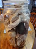 Photo of Large container of shells