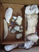 Photo of Collection of 17 pieces of fossils and rocks