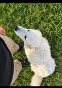Photo of Maremma livestock gaurdian dog