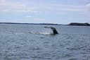 Photo of Why Choose St. Andrews Whale Watching Adventures?