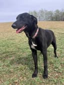 Photo of Greyhound Caucasian Shepherd Lurcher Female Dog For Sale