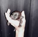 Photo of **RARE CHOCOLATE & GINGER PUG PUPPIES!!!!***