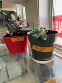 Photo of $1.95 Starter Plants Succulent Cactus Jade Burro Tail