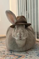 Photo of Indoor/Outdoor Pet Care AND/OR HOUSEKEEPING