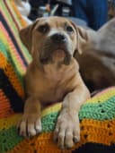 Photo of Well-Structured American Bully Puppy – Obedience Started & Vetted ($2,200)