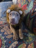 Photo of Exceptionally Raised American Bully Pup – House-Trained & Vetted ($2,200)