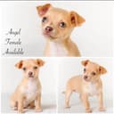 Photo of Two Female Chihuahua Pups Ready Now