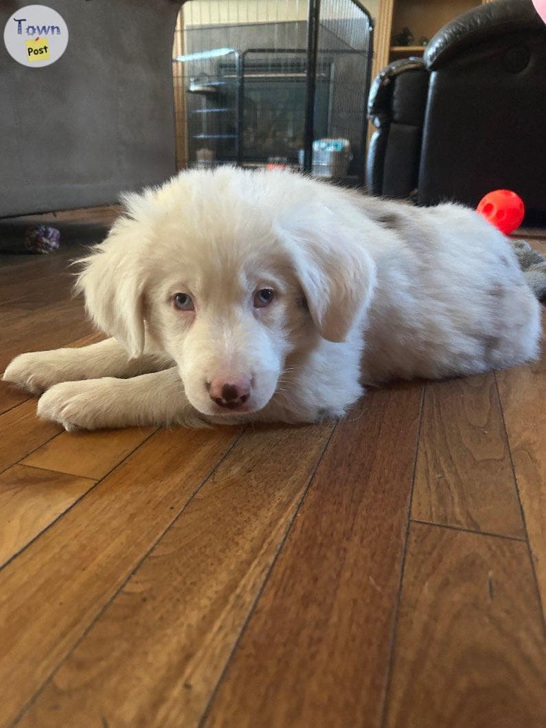 Classifieds ads for Australian Shepard Puppy · Pets And Animals for ...