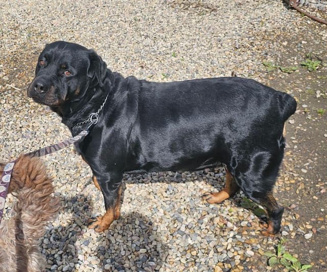 Collumibia Dogs rottweiler · Puppies in Alberta · TownPost
