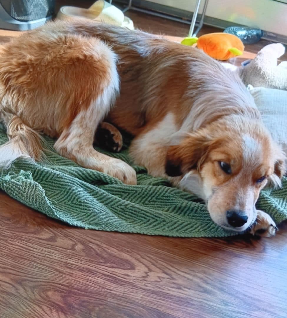 Praitie Dig Dogs in Grande Prairie · TownPost